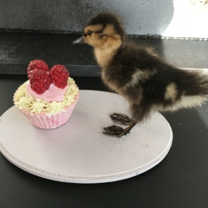 Mallard Duckling with Cupcake