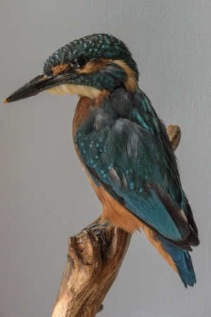Kingfisher on wood perch