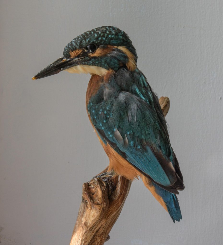 Kingfisher on wood perch