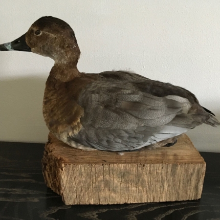 Pochard on wood block