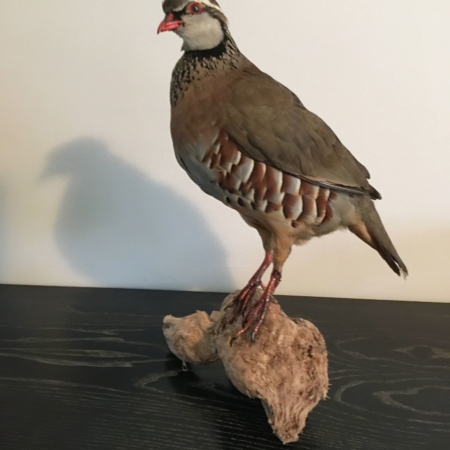 Red-legged Partridge on wood piece