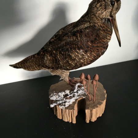 Woodcock on wooden block, with mushrooms