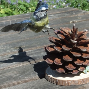 Blue Tit just landing on pine cone