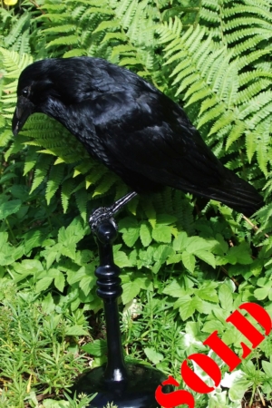 Carrion Crow on pedestal