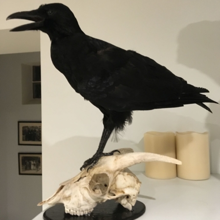 Carrion Crow on Skull