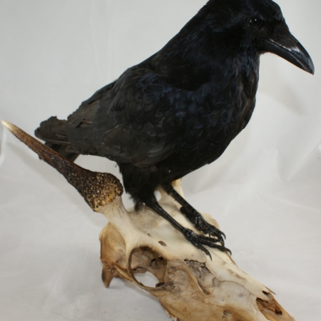 Crow with dark skull