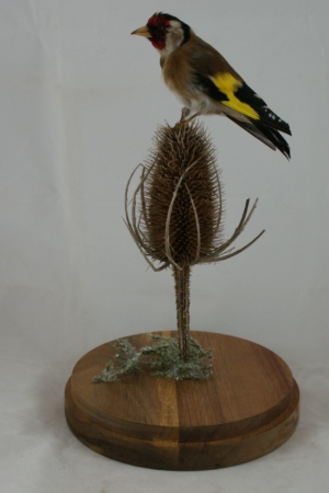 Goldfinch on teasel head