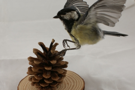 Great Tit landingon pine cone, side-on