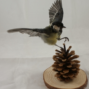 Great Tit landing on pine cone