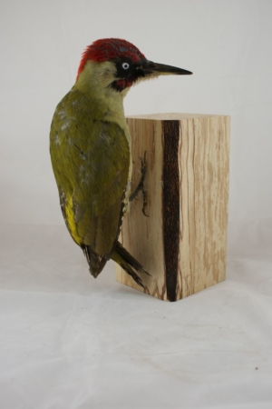 Green Woodpecker on decorative wooden block