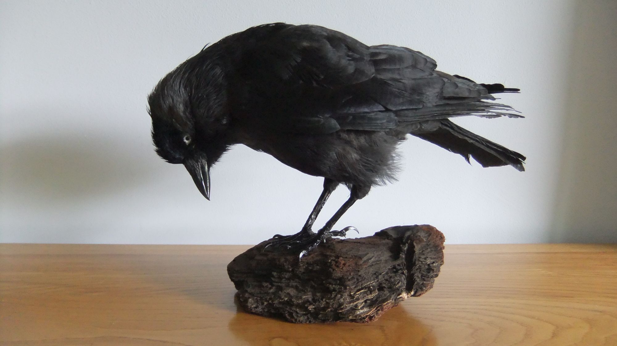 Jackdaw head down, on wooden block