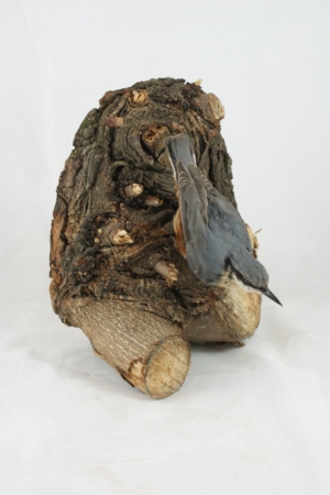 Nuthatch, on gnarled wood