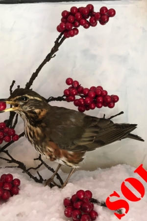 Redwing. with red berries, in snowy scene
