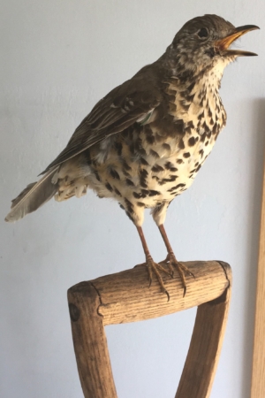 Singing Thrush, on handle of garden fork