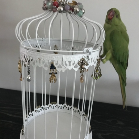 Ring-necked Parakeet on Jewelled Cage