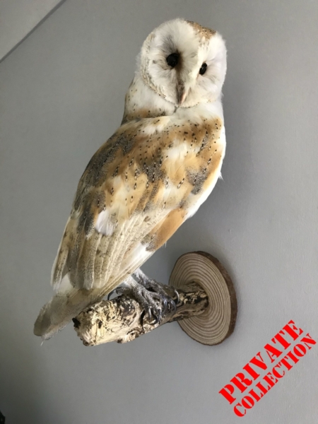 Barn Owl, on wall mount
