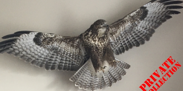 Buzzard in flying pose