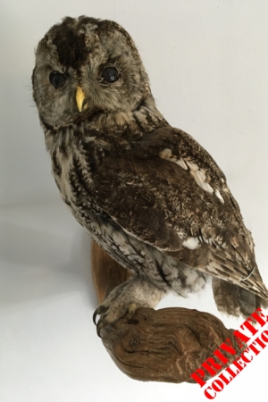 Grey Tawny Owl on wall mount