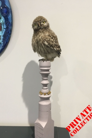 Little Owl (juvenile), on staircase spindle