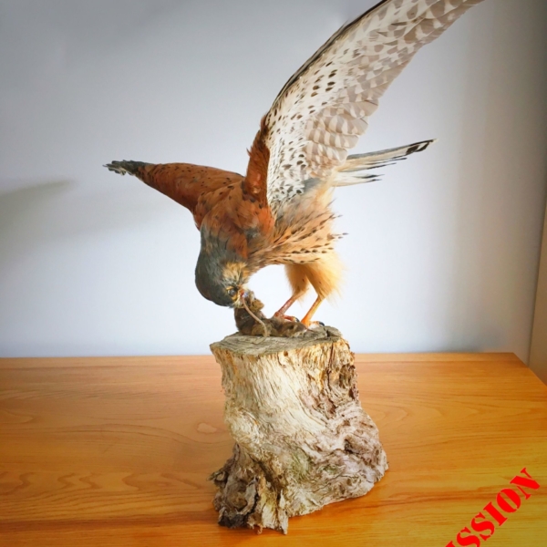 Kestrel, open wings, with shrew prey