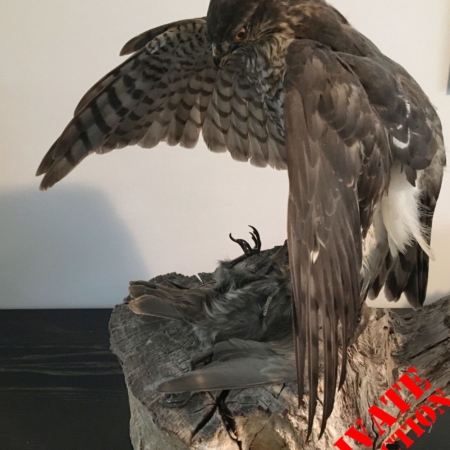 Mantling Sparrowhawk with Juvenile Starling prey