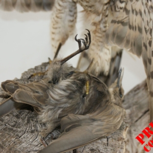 Sparrowhawk with prey (Juvenile Starling)