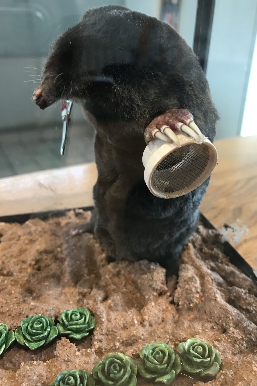 Allotment Mole. with soil sieve