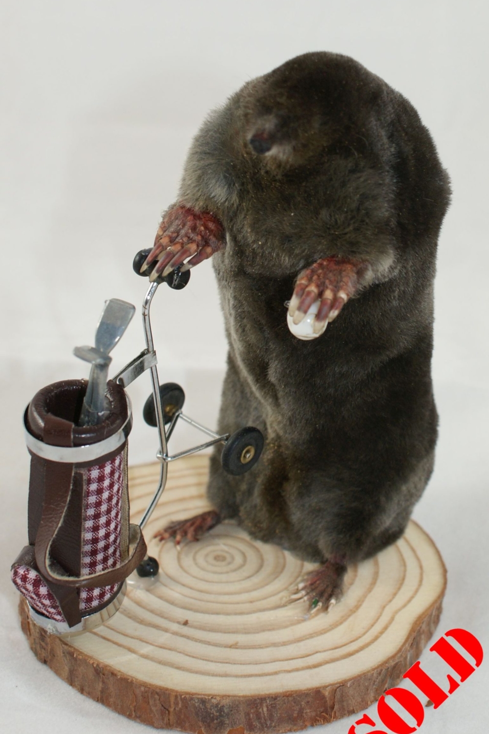 Golfing Mole - with golf trolley, clubs and a ball