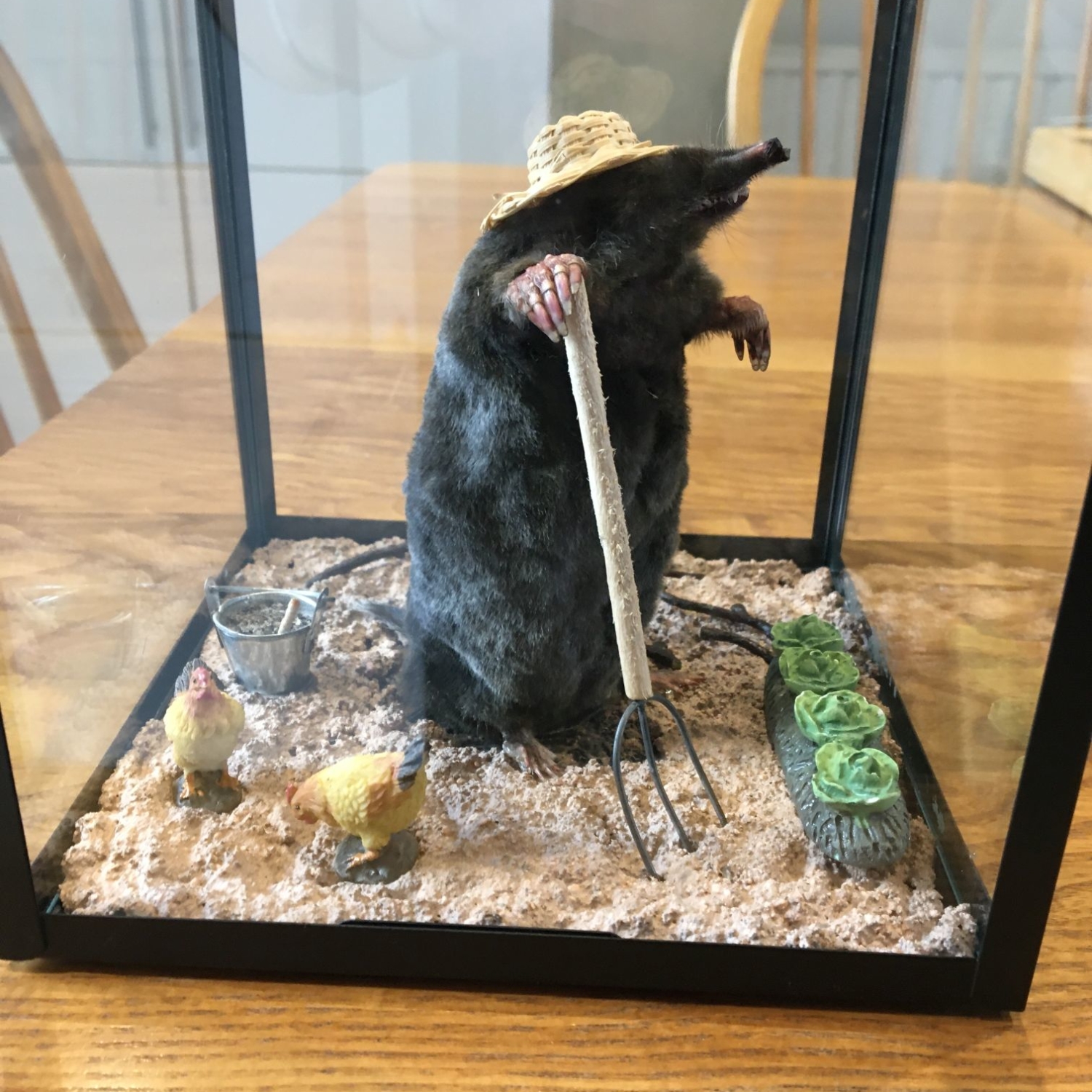 Homesteading mole, with garden fork, tending cabbages