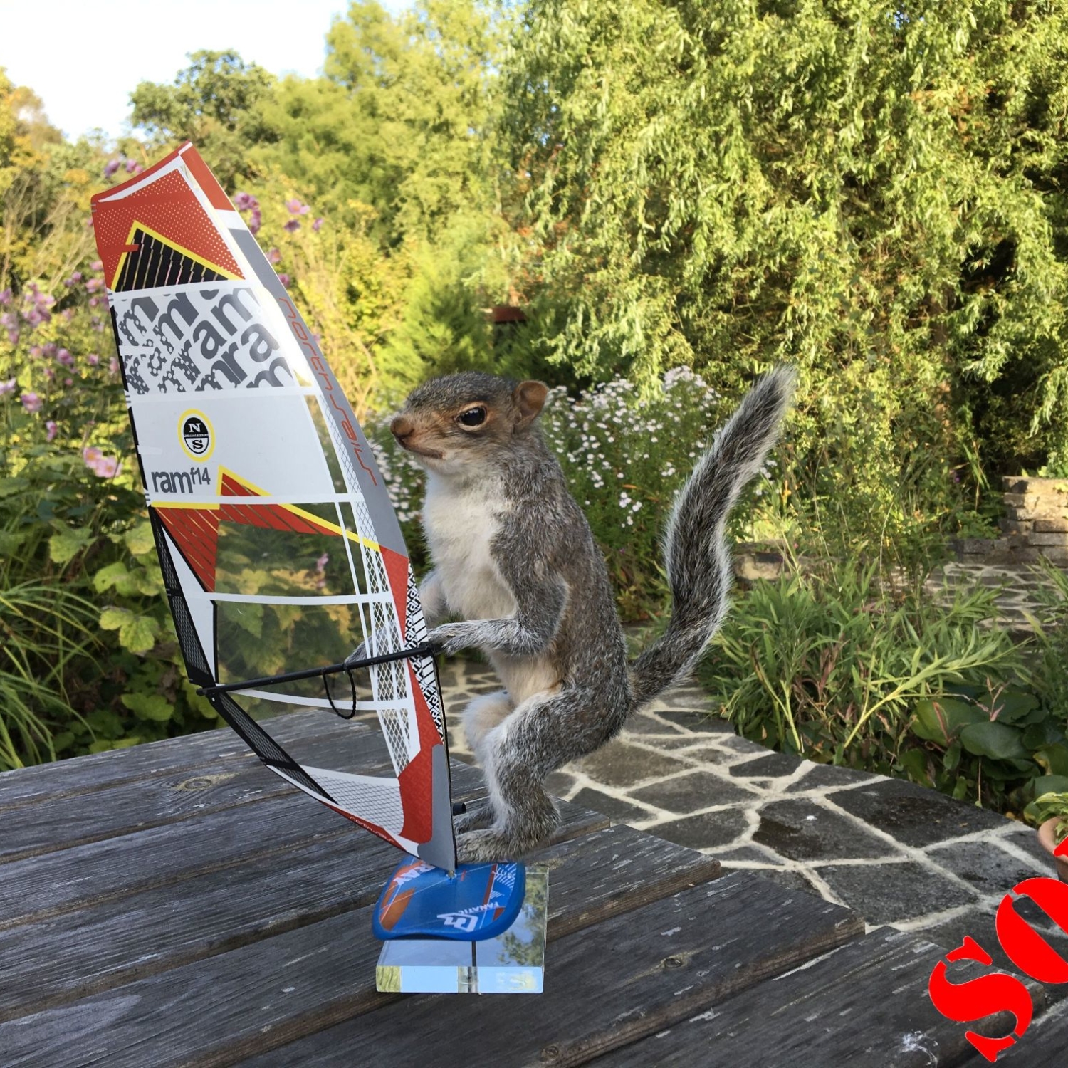 Windsurfing Squirrel