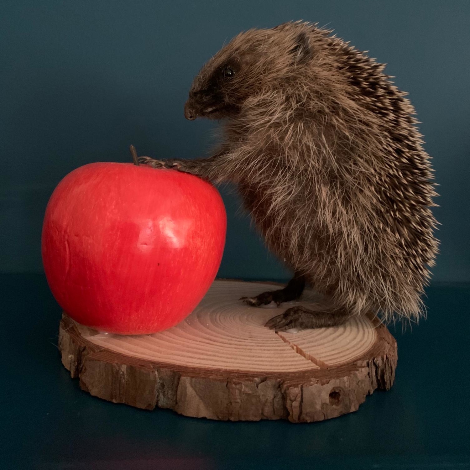 Hedgehog with Red Apple