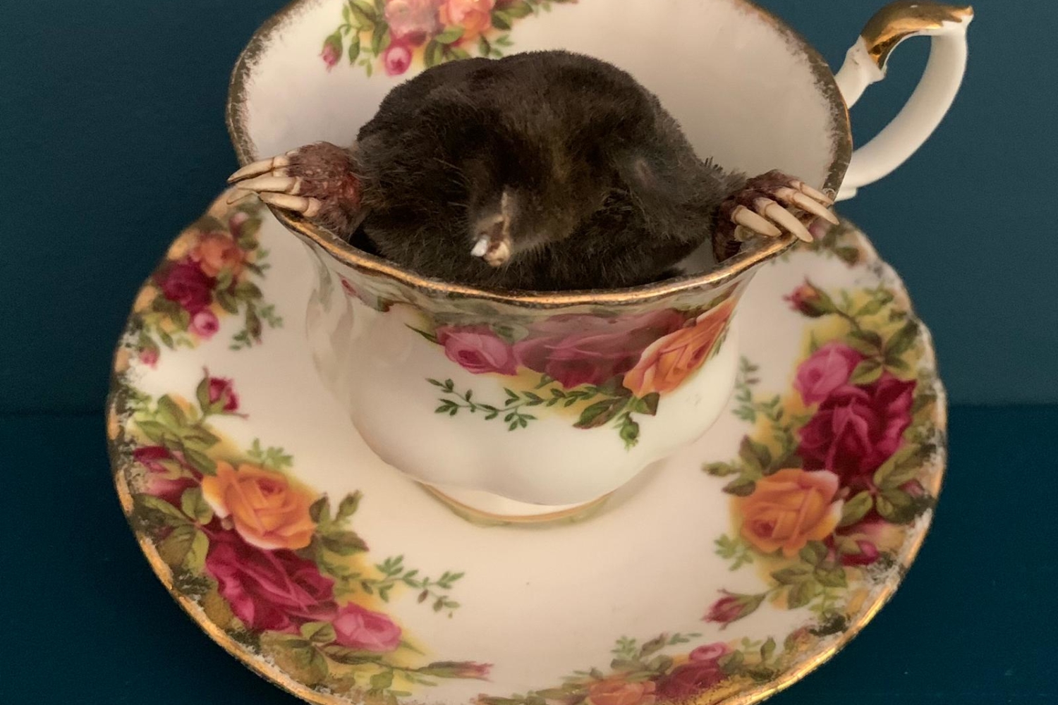 Mole in Old Country Roses Teacup