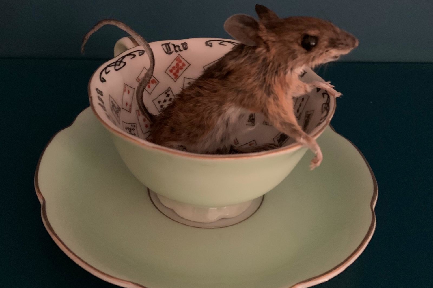 Mouse peering over rim of playing cards teacup