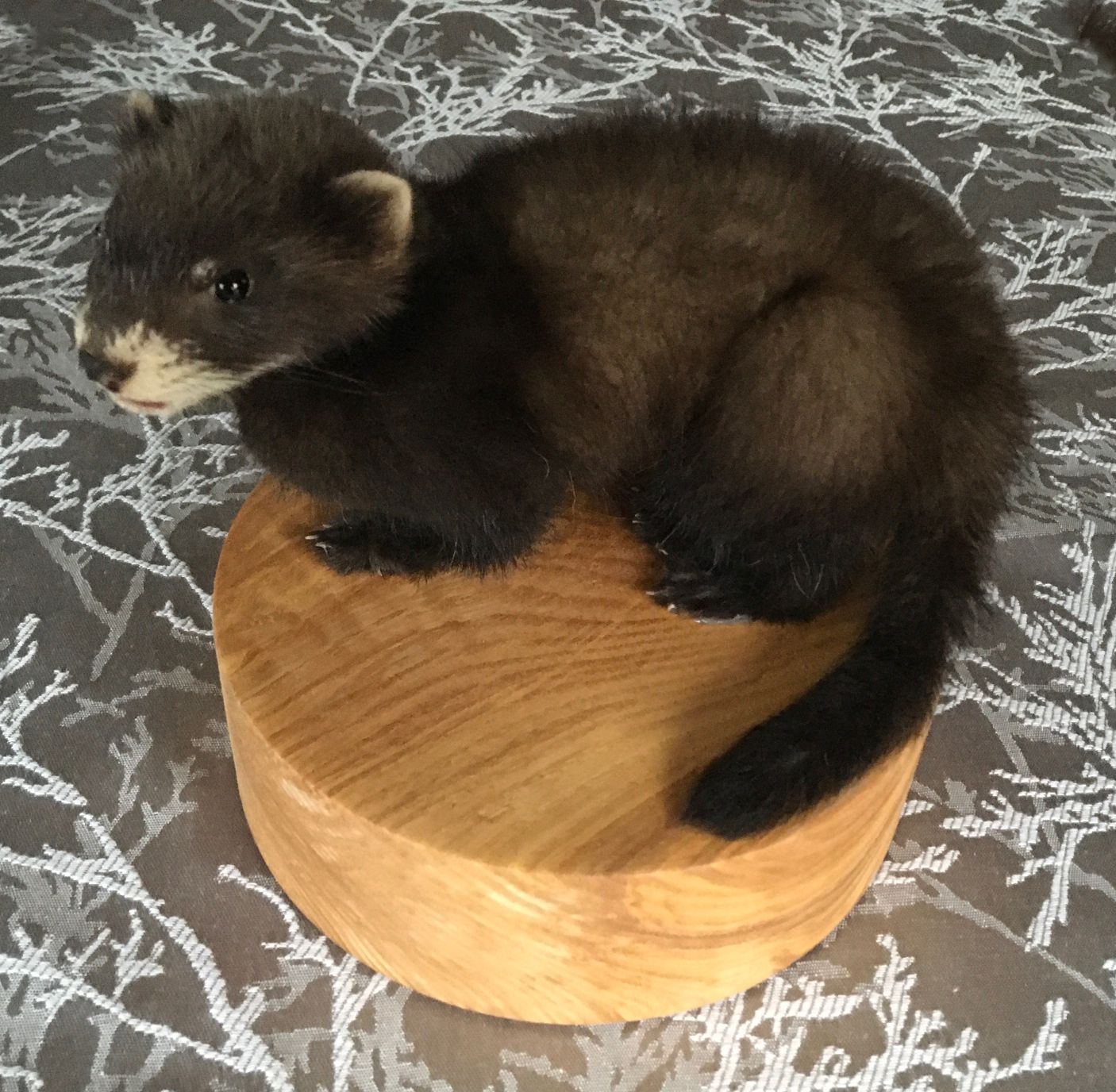 Polecat Kit on turned wood base