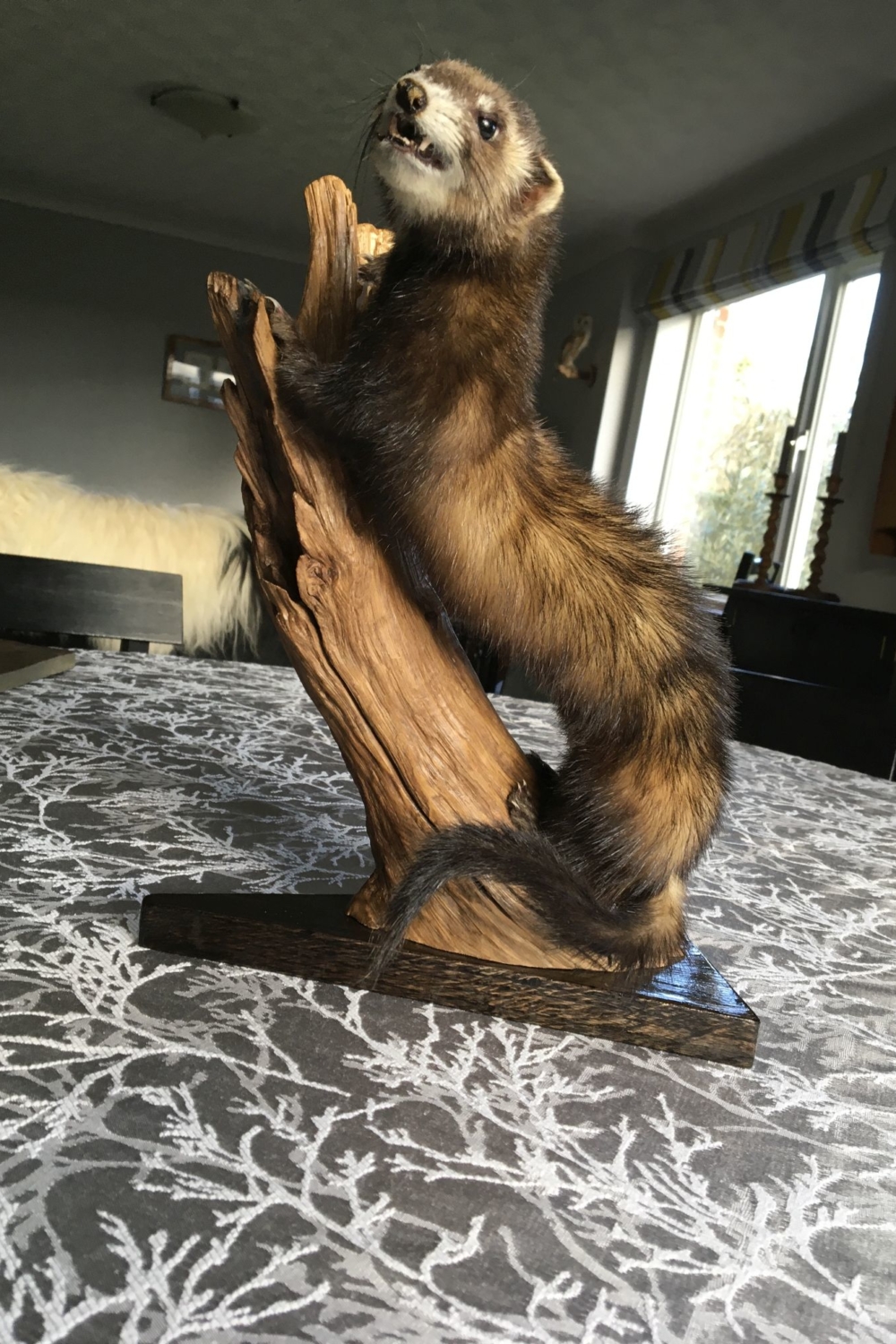 Polecat on upright log