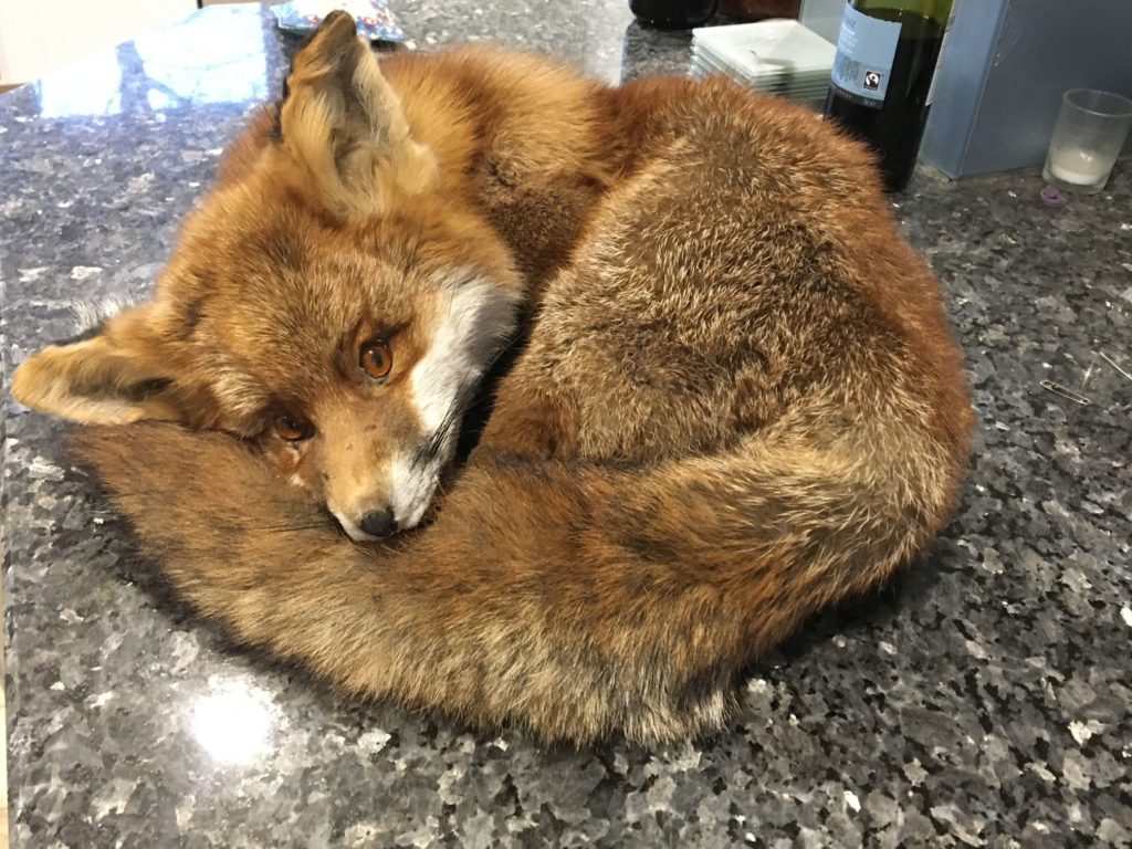 Suspicious sleepy Fox