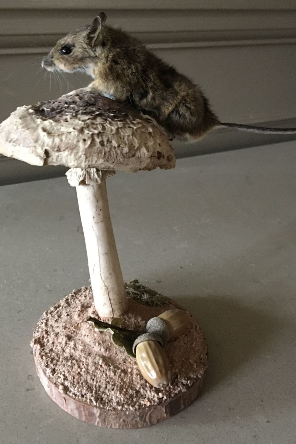 Wood Mouse on toadstool