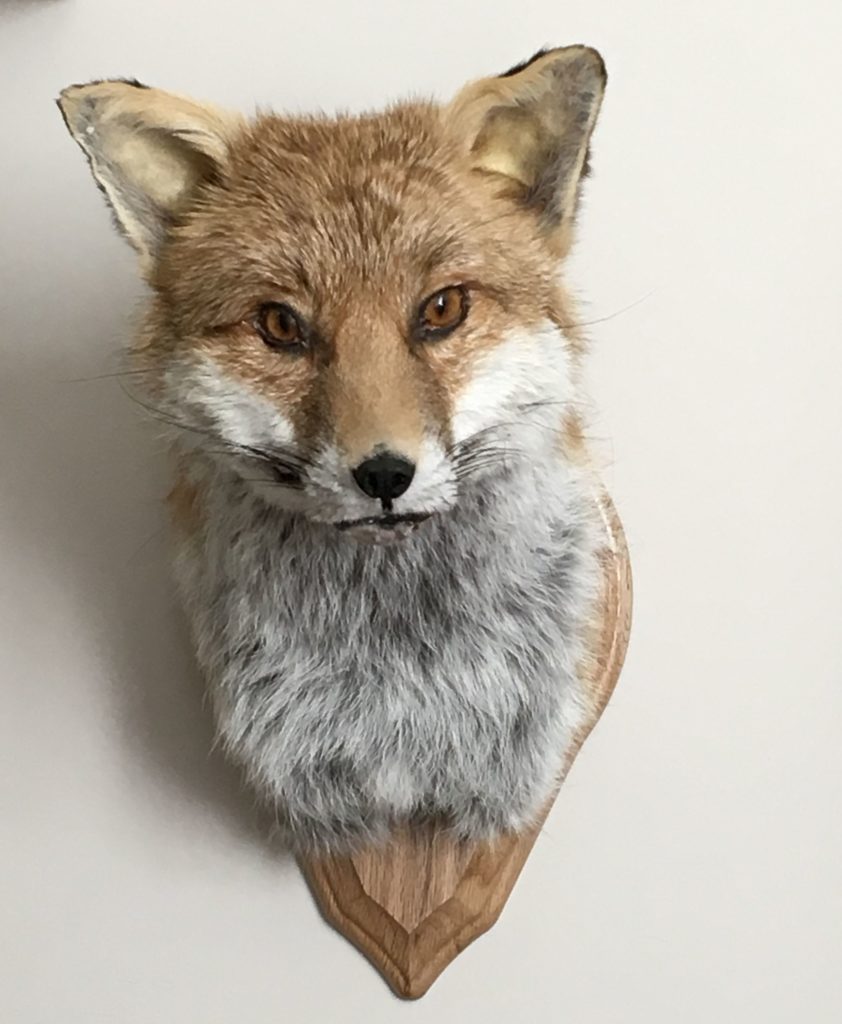 Fox head