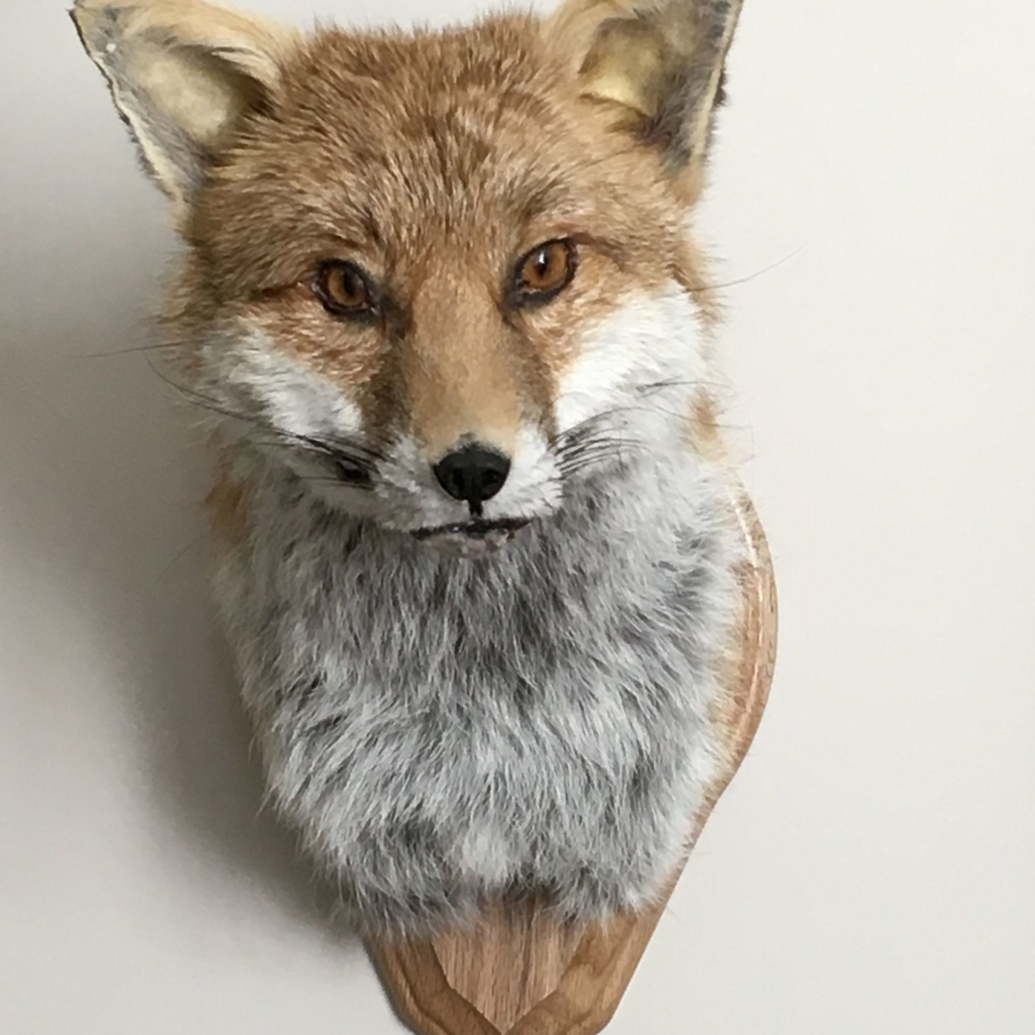 Fox head