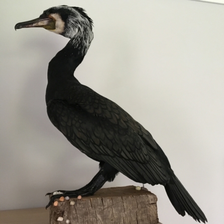 Large Cormorant, breeding plumage