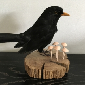 Blackbird, with mushrooms