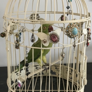 Ring-necked Parakeet, inside cream, gilded cage