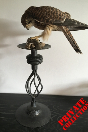 Immature Kestrel, on metal candlestick, with prey