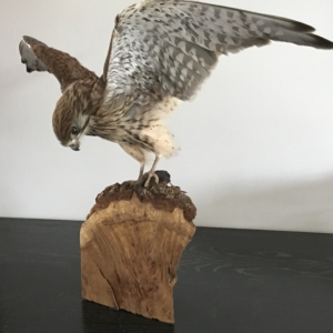 Kestrel, open wing mount, with shrew as prey