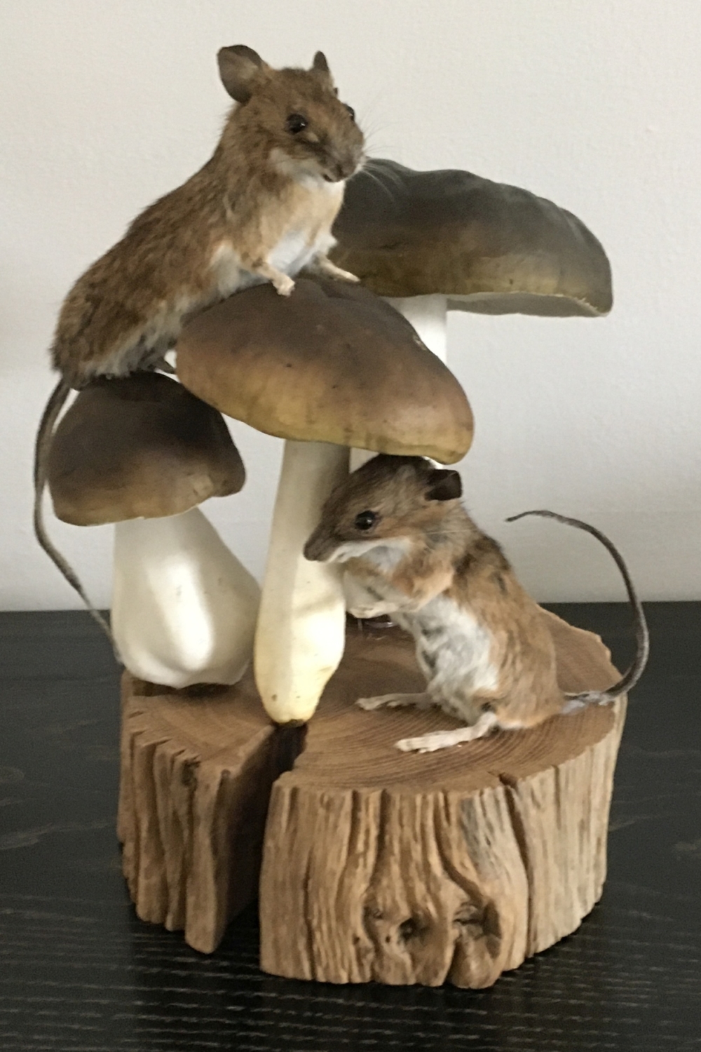 Two wood mice, with funghi