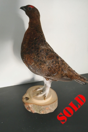 Red Grouse on waney-edged turned base