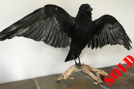 Crow open wings, on peeled ivy