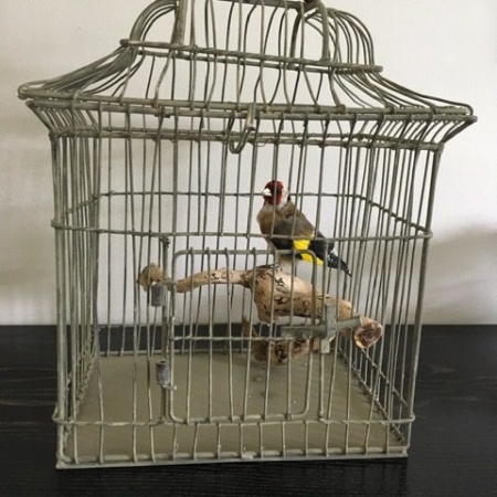 Goldfinch in vintage cage