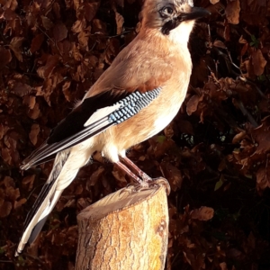 Jay (immature) on cut log