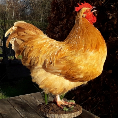 Buff Orpington Cockerel on mud